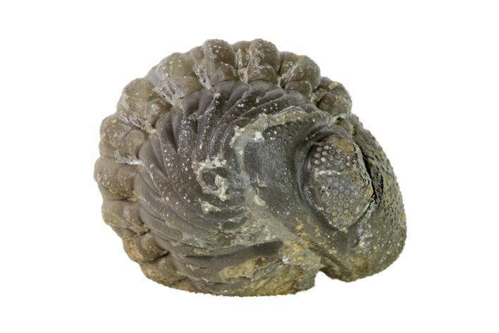 Wide, Enrolled Austerops Trilobite - Morocco #156990